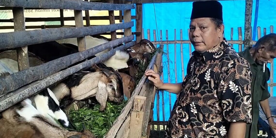 Kelompok Tani Cahaya Baru Kuncie Terima Bantuan Kambing dari Anggota DPRD Sumbar Afrizal