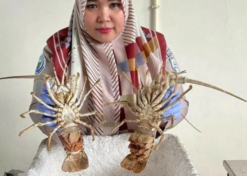 Tim BKHIT Sumbar Gagalkan Pengiriman Apel dan Lobster Ilegal di BIM