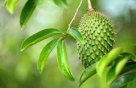 Khasiat Daun Sirsak, Bisa Jadi Obat Kanker dan Asam Urat