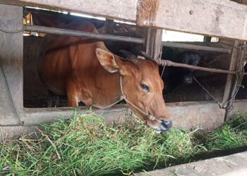 Pemko Padang Siapkan 1000 Vaksin PMK